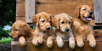 You Can’t Deduct that Loss